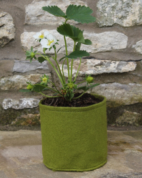 1 Liter Vigoroot Pot