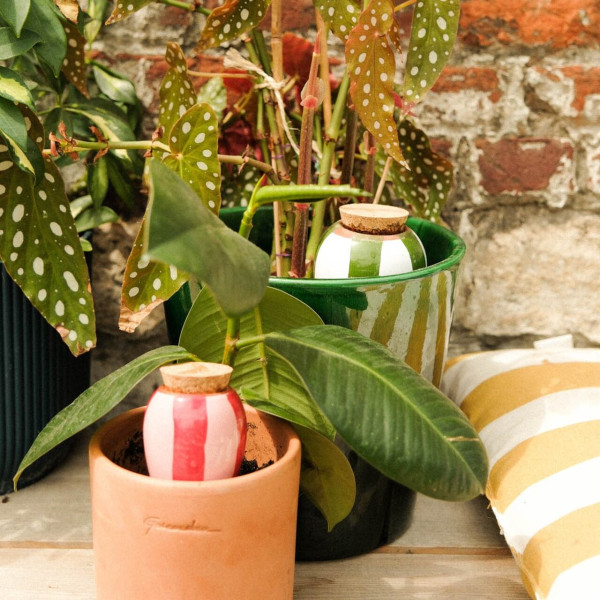 Ollas rot-rosa und grün-weiß inTöpfen