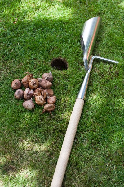 Tulpenzwiebelpflanzer / Lochdurchmesser