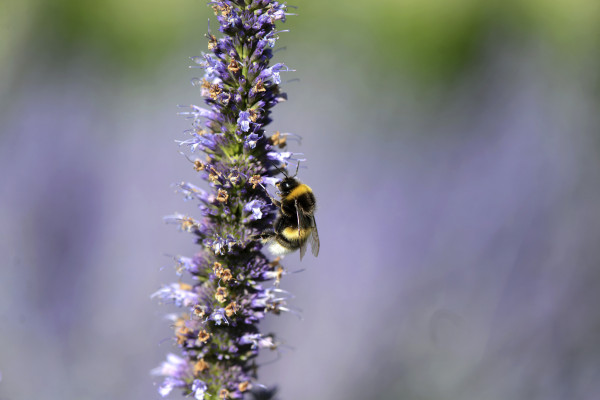 Royal Botanic Gardens, Kew | Lavendel