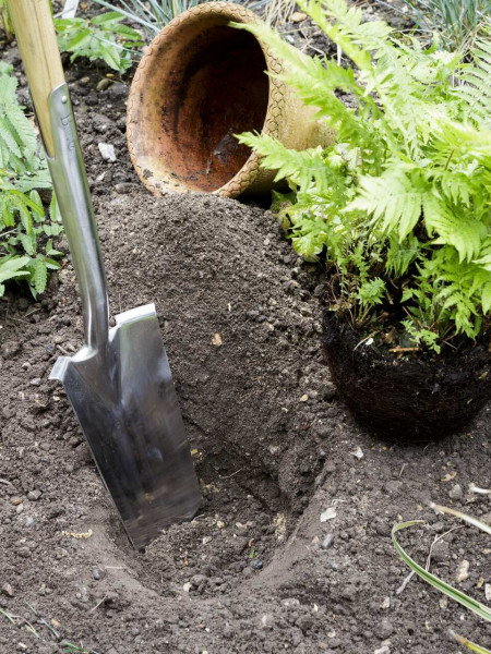 Pflanzspaten, lang & schmal | mit Y-Griff aus Eschenholz