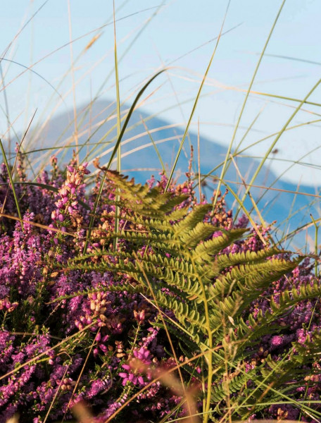 Die wunderschönen Farben der Mourne Mountains