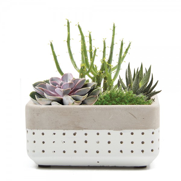 Mini-Pflanzschale Meraki