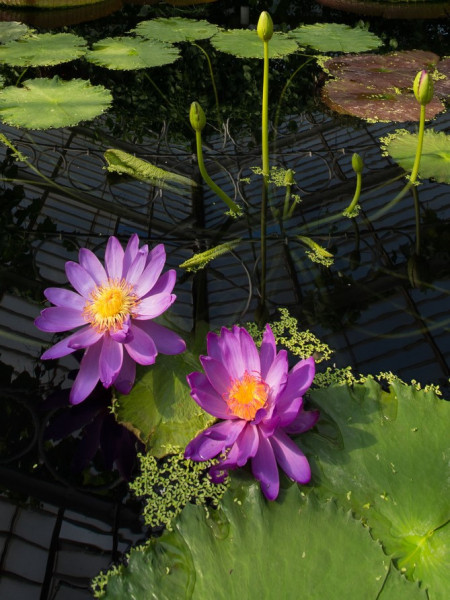 Royal Botanic Garden, Kew | Lotus