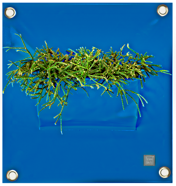 Hänge-Pflanztasche PEVA | blau