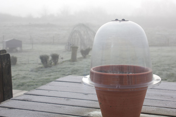 Baby Bell - kleine Garten-Glocke als Kälteschutz über einem Tontopf