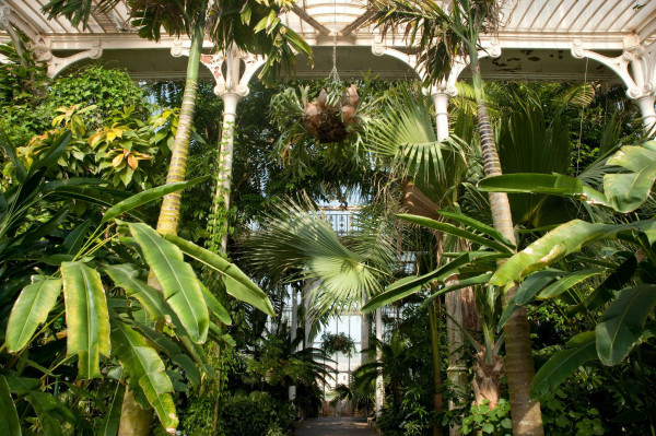 Royal Botanic Gardens, Kew - Im Palmenhaus