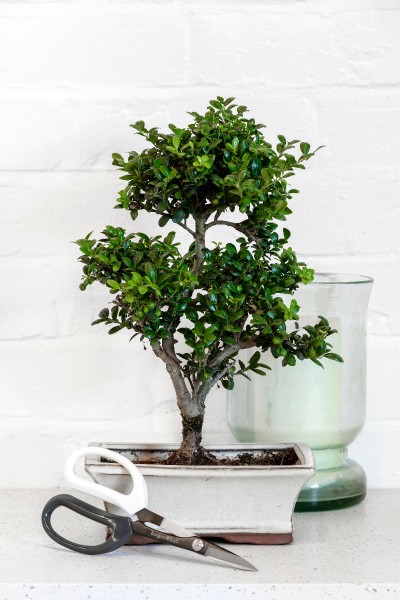 Japanische Blumenschere von Burgon & Ball