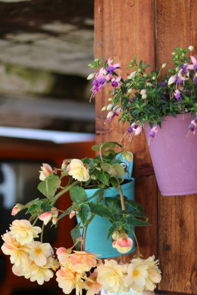 Hänge-Töpfe 'The Green Pots" mit Knollenbegonie und Fuchsie