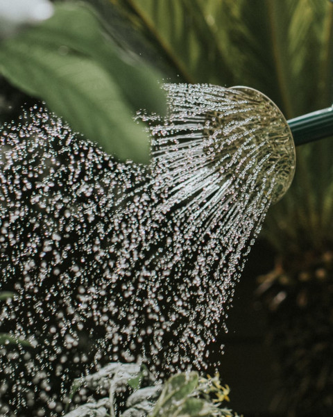 Ersatzbrause für Traditional Can