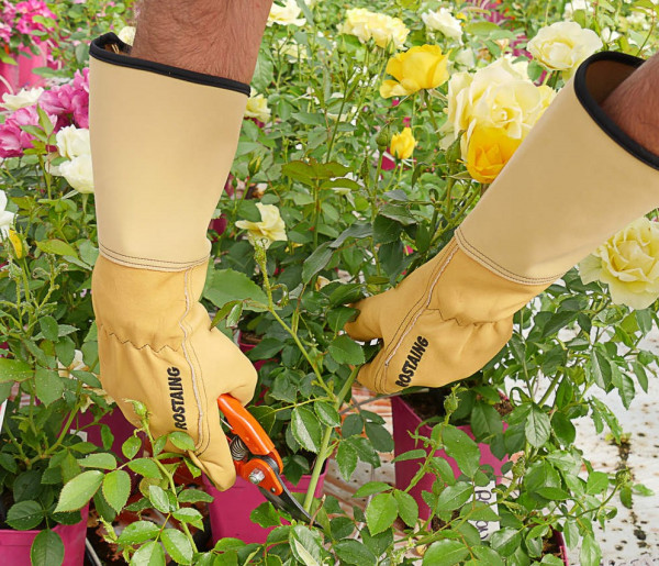 Rostaing Stulpen-Rosenhandschuhe
