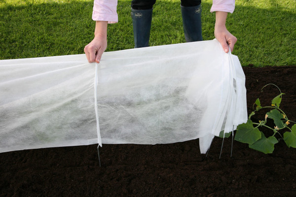 Das Gemüse vor evtl. Nachtfrost schützen