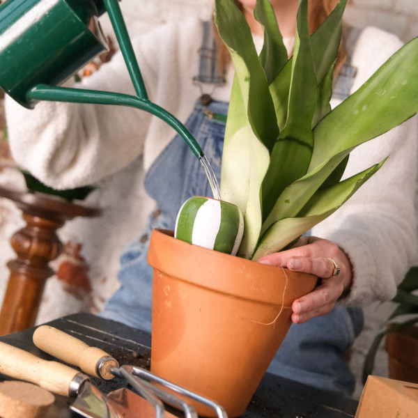 Grün-weiß gestreifte Olla im Topf, beim Wasser eingießen